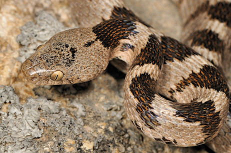 T. fallax (&copy; Paolo Mazzei)