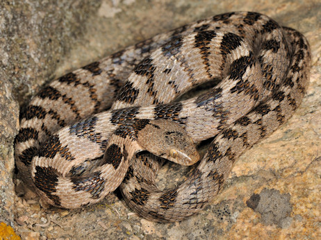T. fallax (&copy; Paolo Mazzei)