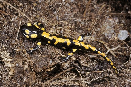 S. salamandra (© Paolo Mazzei)