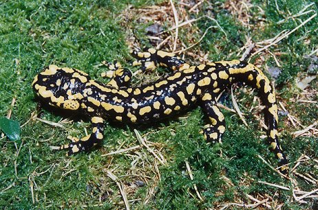 S. salamandra (© Chris Newman)