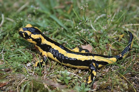 S. salamandra (© Jeroen Speybroeck)