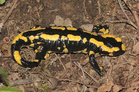 S. salamandra (© Chris Steeman)
