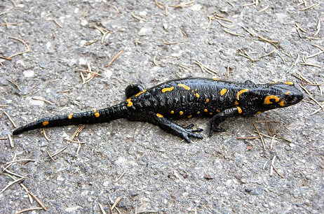 S. salamandra (© Giorgio Gozzi)