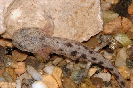 S. salamandra (© Fabrizio Li Vigni)
